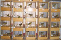 /album/canarinidacanto/a1-jpg/