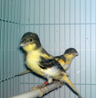 /album/canarinidacanto/a24737-106324389408514-100000928615982-46004-7543174-n-jpg/