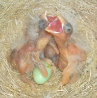 /album/canarinidacanto/a168129-179071418800477-100000928615982-398716-7912561-n-jpg/